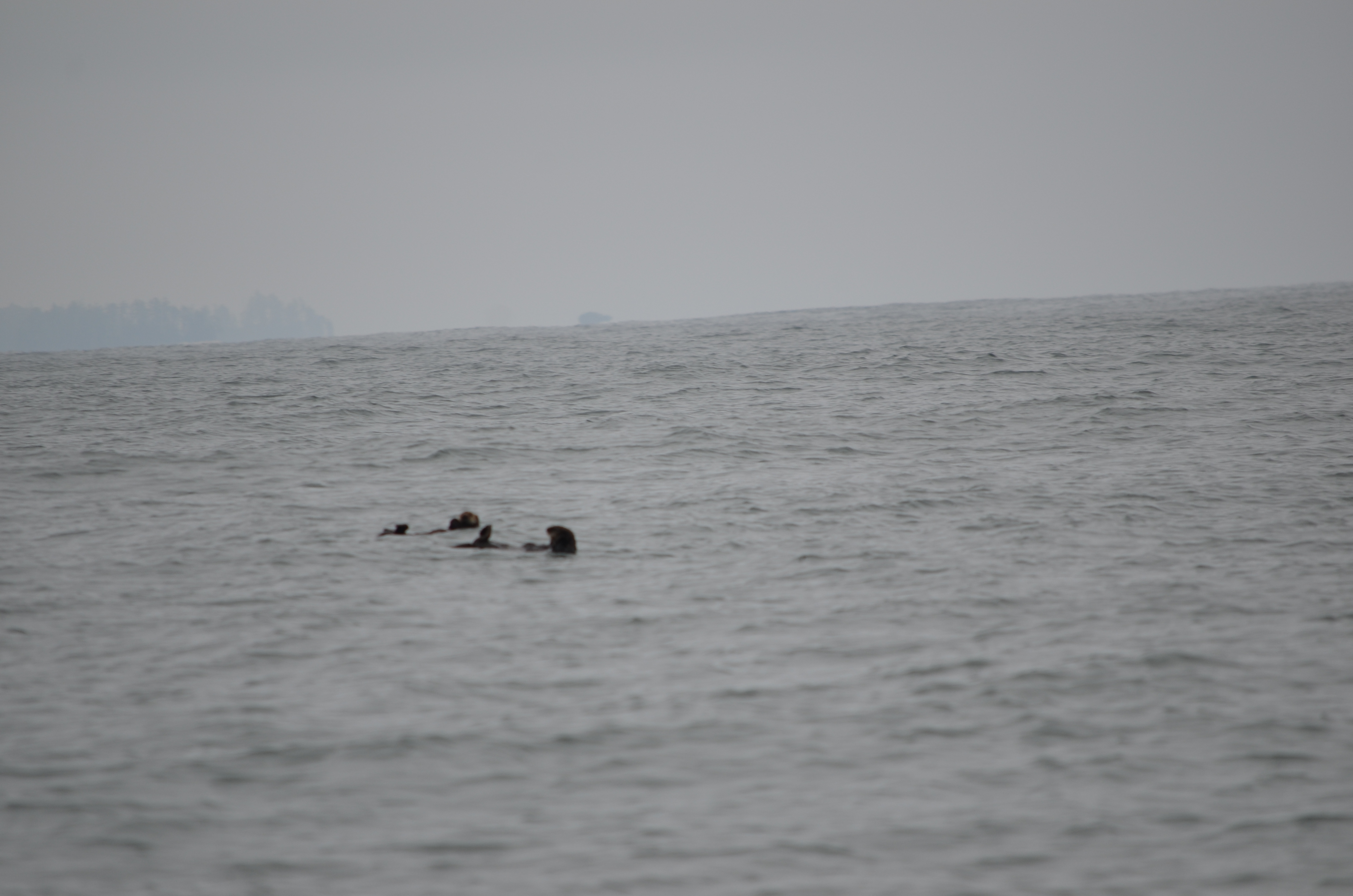 photos/wildlife/Mammal_Species/Sea Otter/DSC_0378.JPG